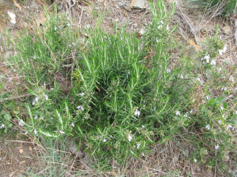 Rosmarin bio - Demeter